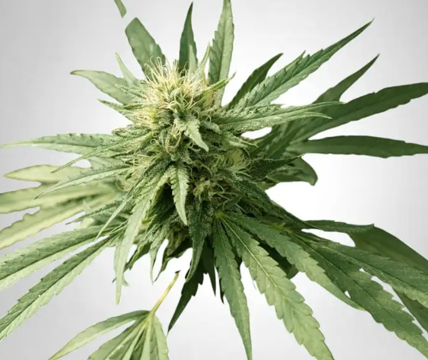 Mimosa > The Bulldog Seeds | Feminized Cannabis   |  Sativa